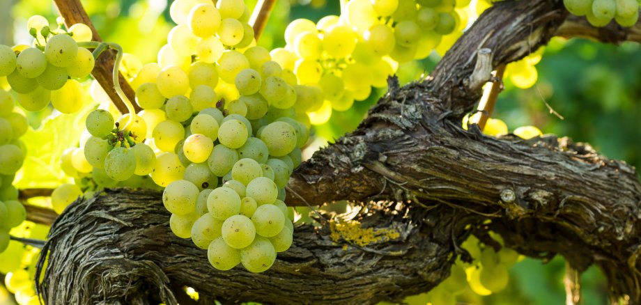 Weinrebe_AdobeStock_163664028