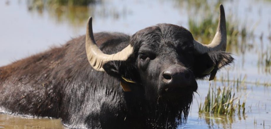 Thürer Wiesen_Wasserbüffel