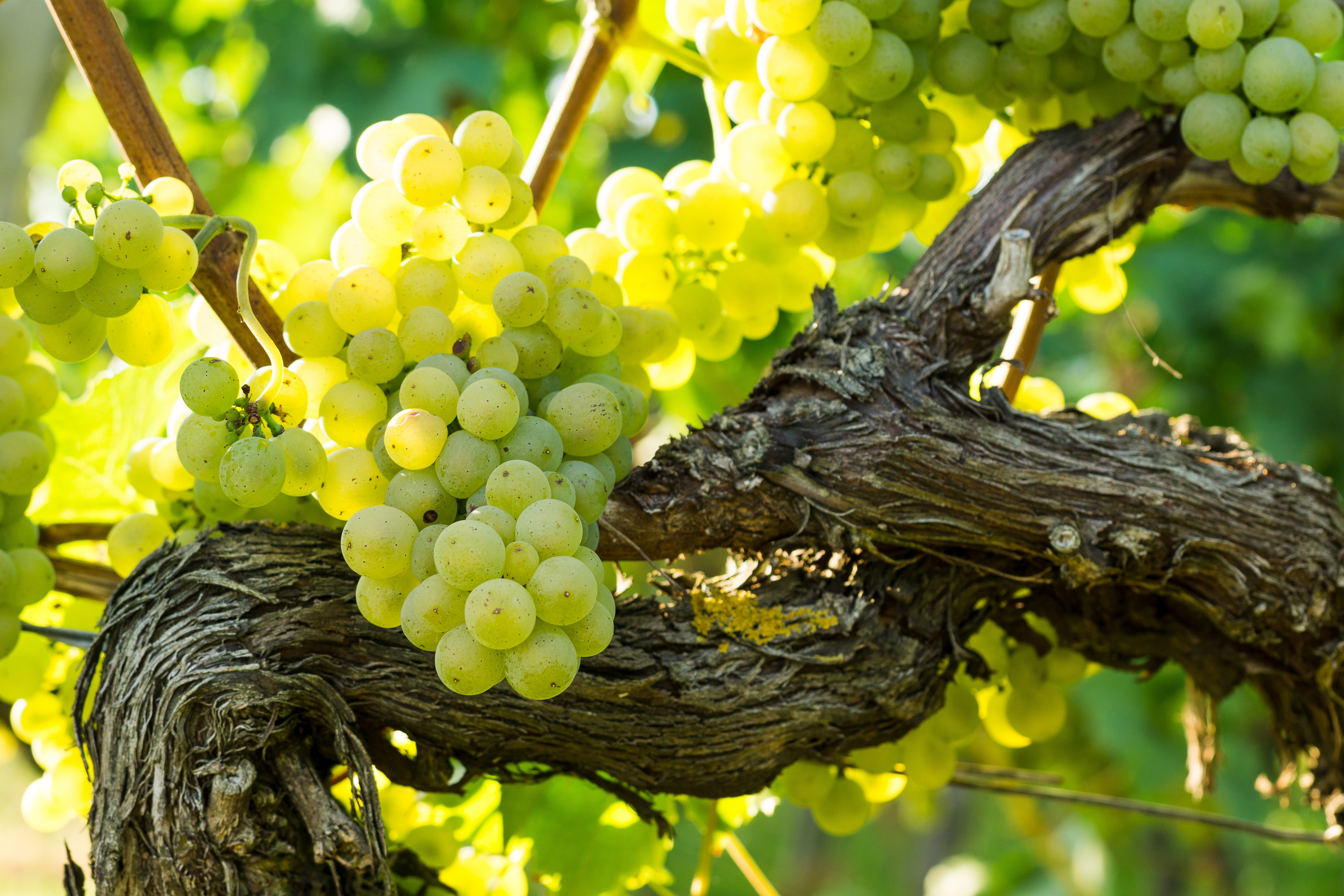 Weinrebe_AdobeStock_163664028