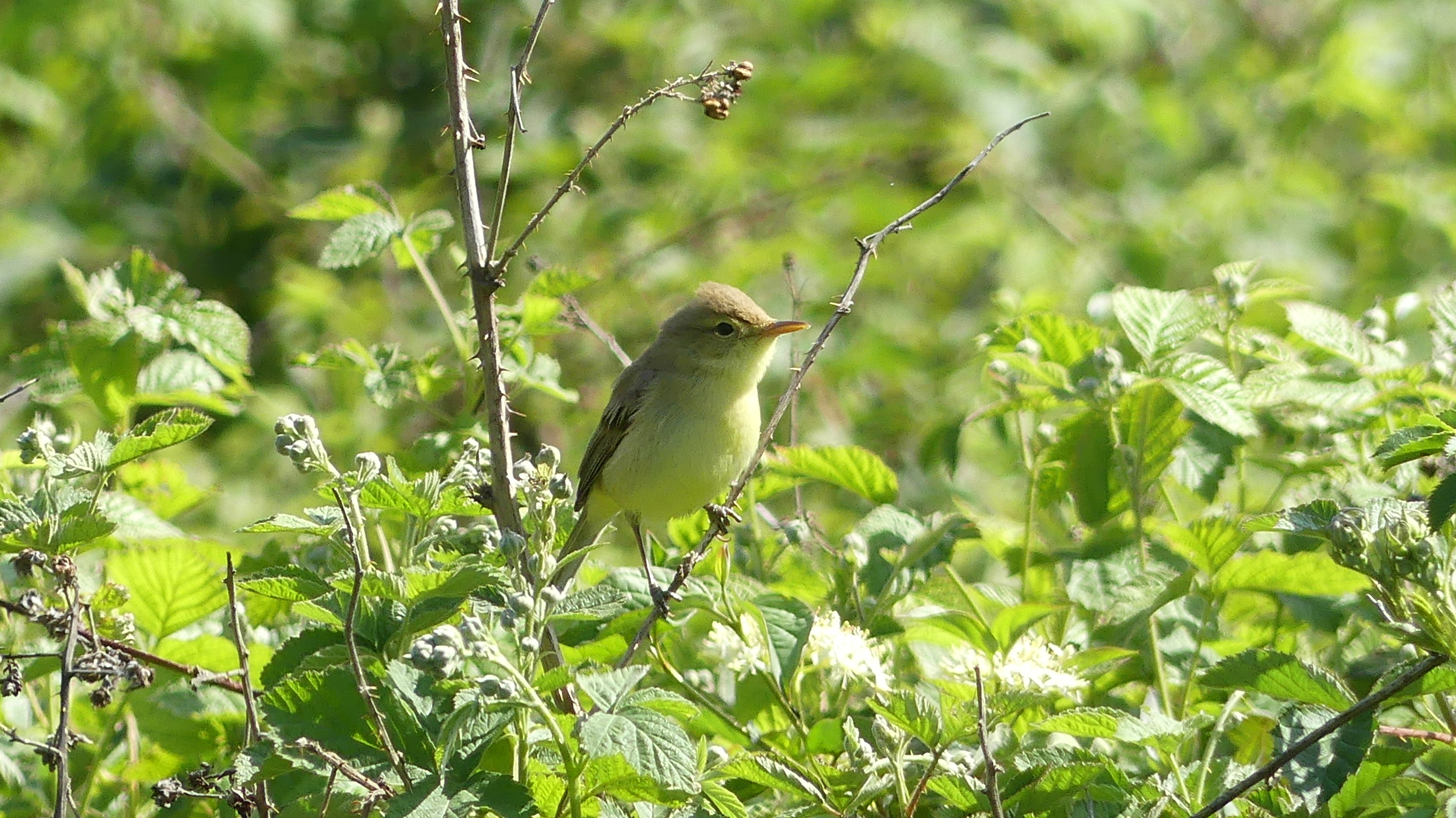 Bei der Vogelexkursion in Bassenheim gibt es viele einheimische Vogelarten zu entdecken. 