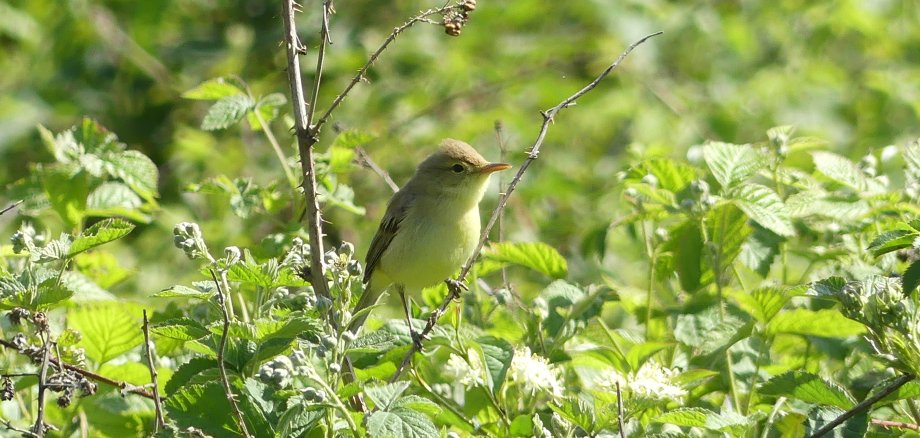 Bei der Vogelexkursion in Bassenheim gibt es viele einheimische Vogelarten zu entdecken. 