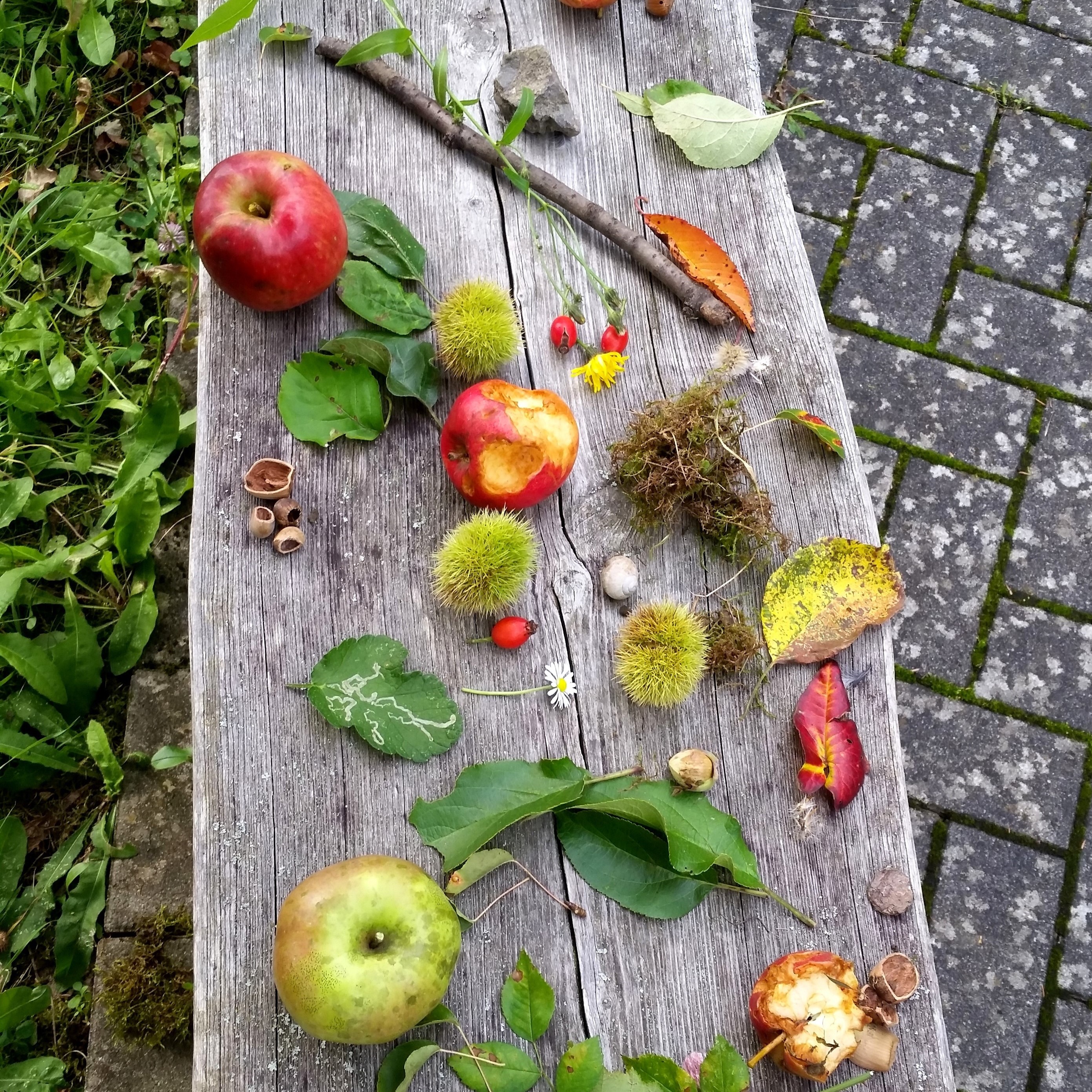 Familienspaziergang durch das Weitersburger Streuobstgebiet 