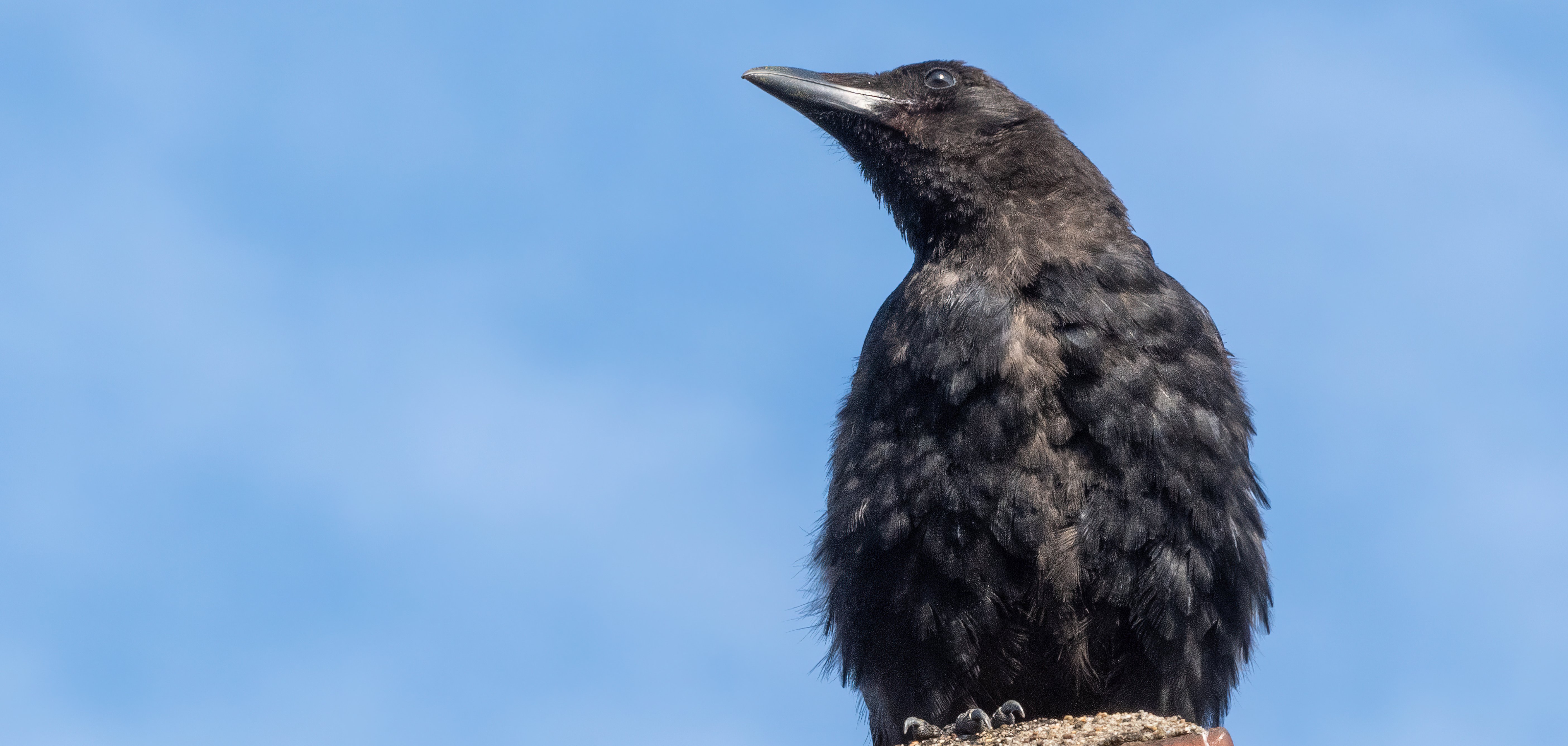 Gefahr durch Dohlennester in Schornsteinen 