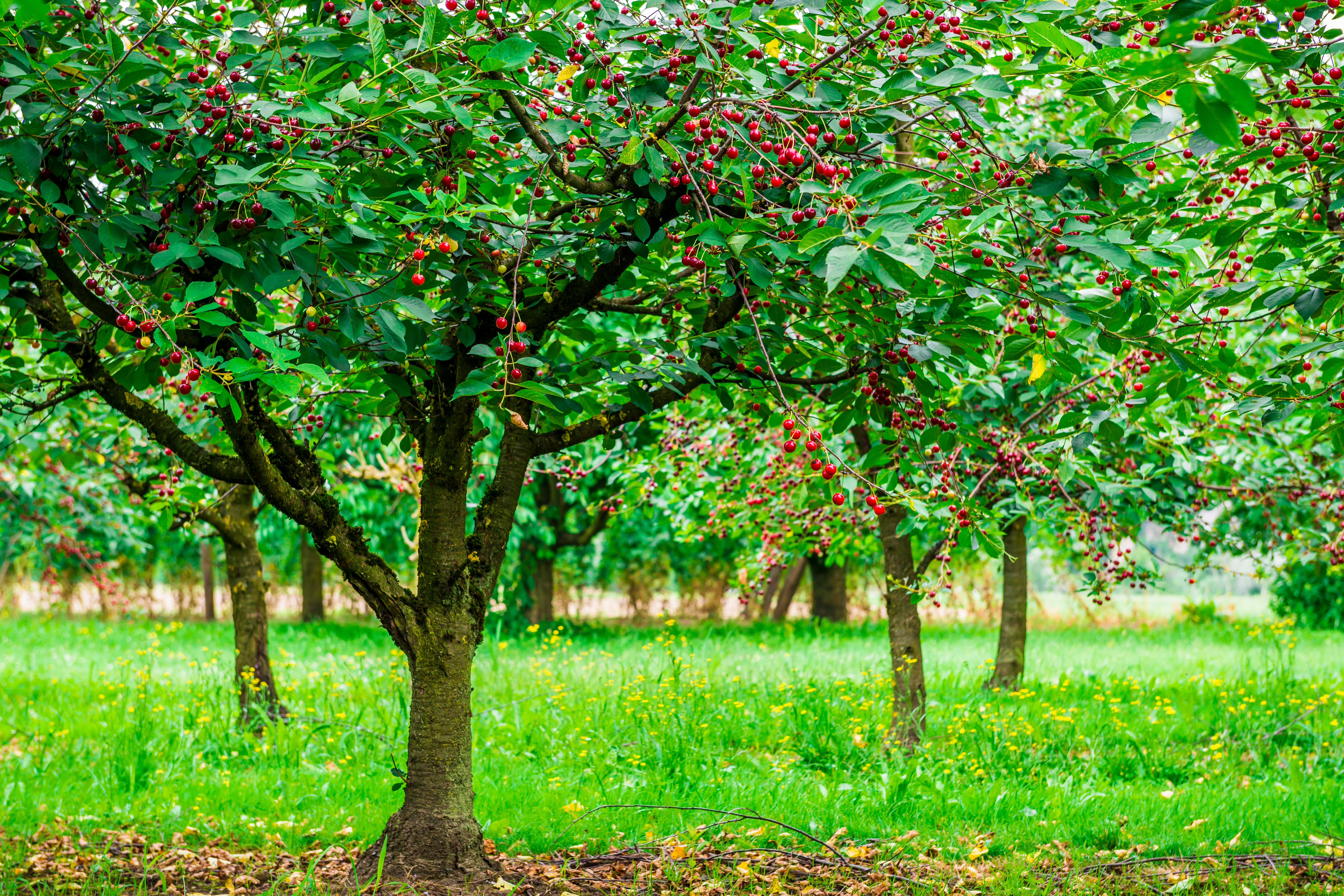 Genusswanderung im Juni in Filsen