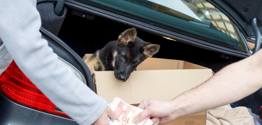 Hände weg von Hunden aus dem Internet 