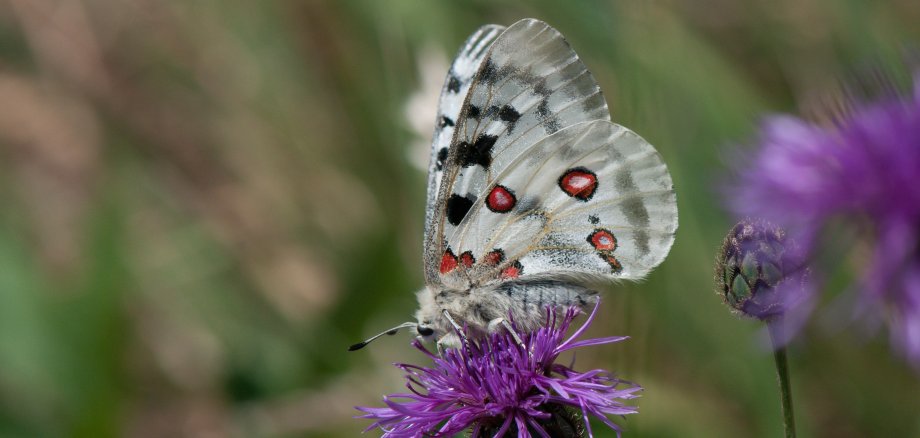 Landrat freut sich über Wahl des Mosel- Apollos zum Schmetterling des Jahres 2024 