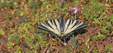 Der Segelfalter sowie der Apollofalter sind beides seltene Schmetterlingsarten, die offene Strukturen und freigestellte Trockenmauern benötigen. 