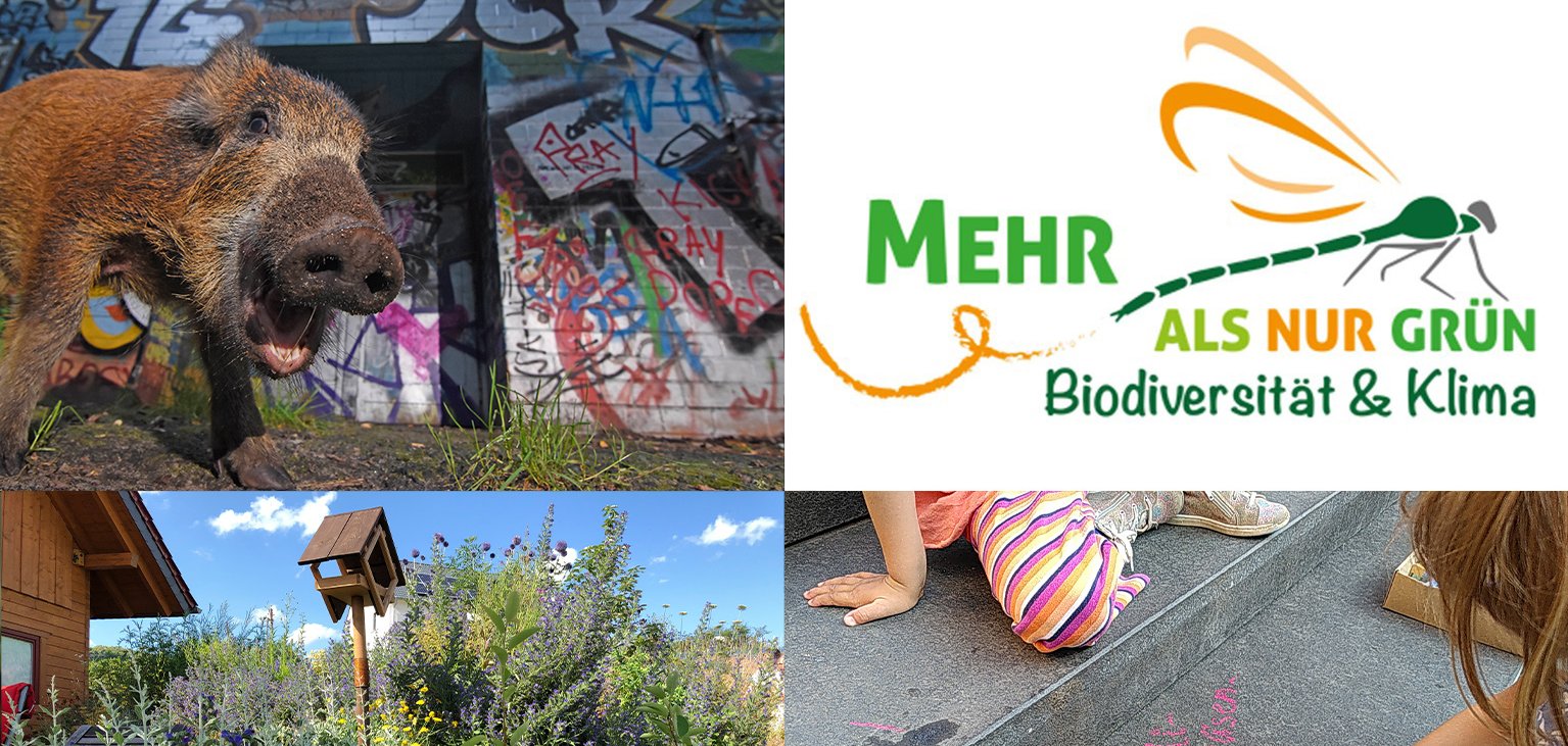 Neue Online-Vortragsreihe rund um Natur, Garten und Großstadtwildnis startet