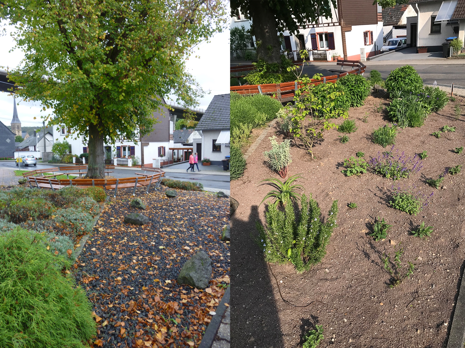 Ein Musterbeispiel aus dem Vorjahr: Die „Schöpp un Hack-Freunde in Rhens“ verwan-delten die Fläche um die Kaiserlinde von einer Schotterwüste zu einem Blumenbeet.  