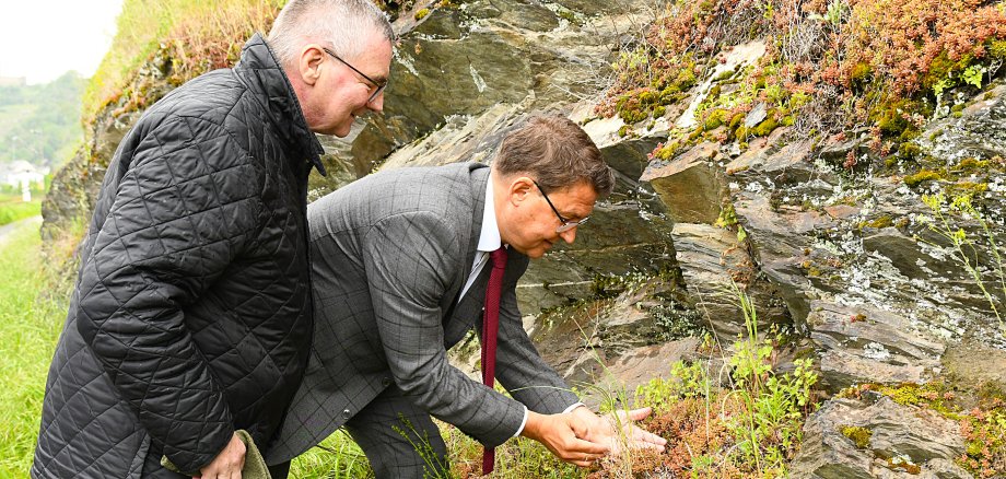 Finanziell unterstützt wird das Projekt Apollo-Falter von der Sparkasse Koblenz. Hier setzte Landrat Dr. Alexander Saftig (links) gemeinsam mit dem Vorstandsvorsitzenden der Sparkasse Koblenz, Matthias Nester (rechts), Raupen des seltenen Falters in Kobern-Gondorf aus. 