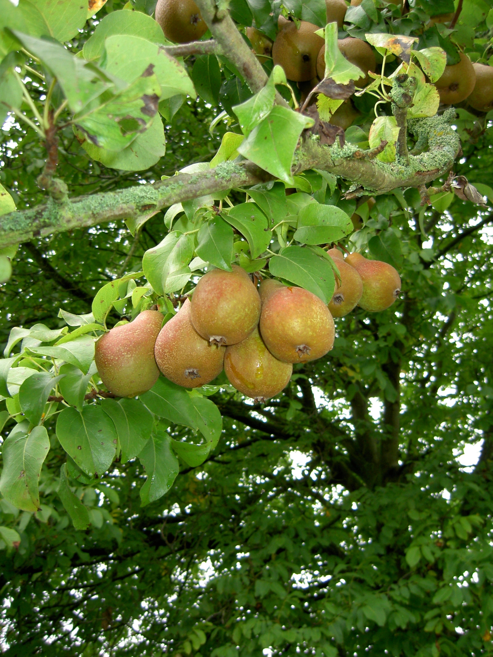Sortenwanderung im Weitersburger Streuobstgebiet 