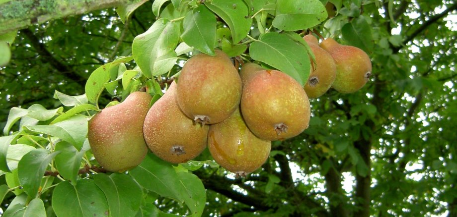 Sortenwanderung im Weitersburger Streuobstgebiet 