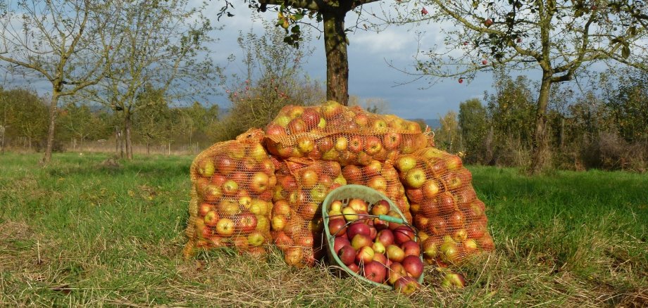 Streuobstversteigerung war ein voller Erfolg