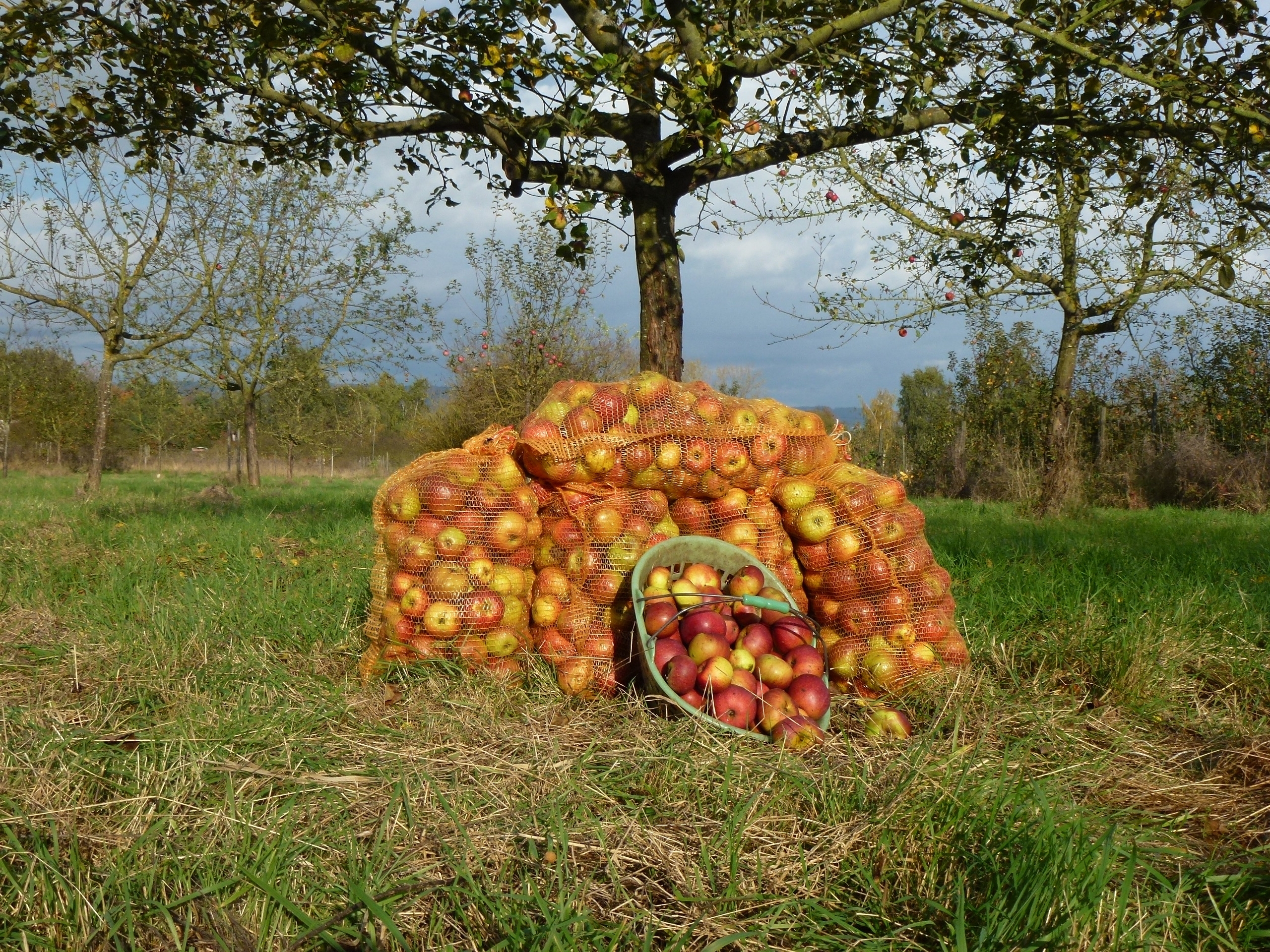 Streuobstversteigerung war ein voller Erfolg
