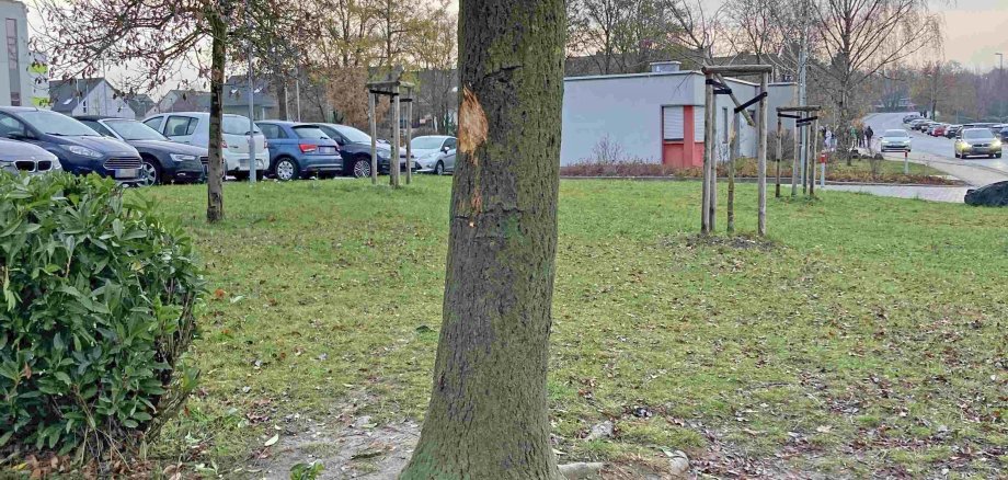 Vandalismus: Unbekannte beschädigen Bäume auf Gelände der IGS Pellenz  