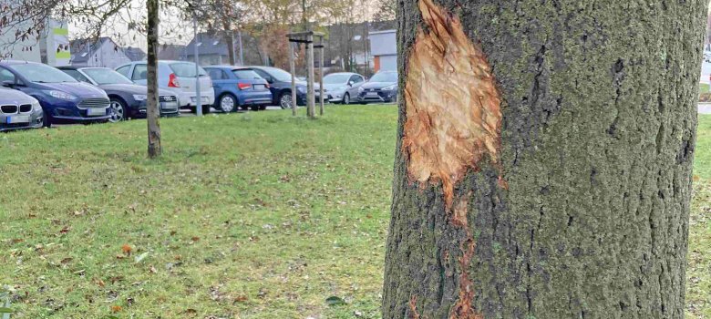 Vandalismus: Unbekannte beschädigen Bäume auf Gelände der IGS Pellenz  