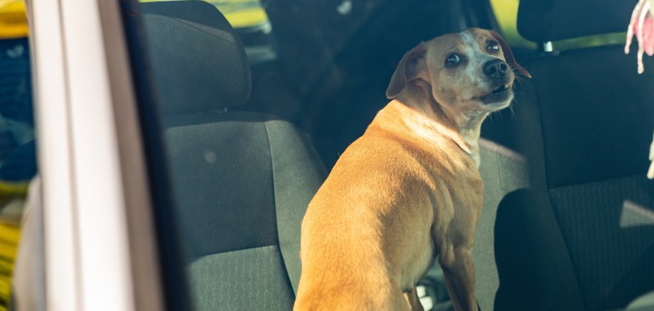 Hund im Auto eingesperrt