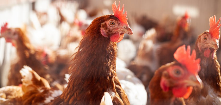 Vogelgrippe breitet sich langsam weiter aus