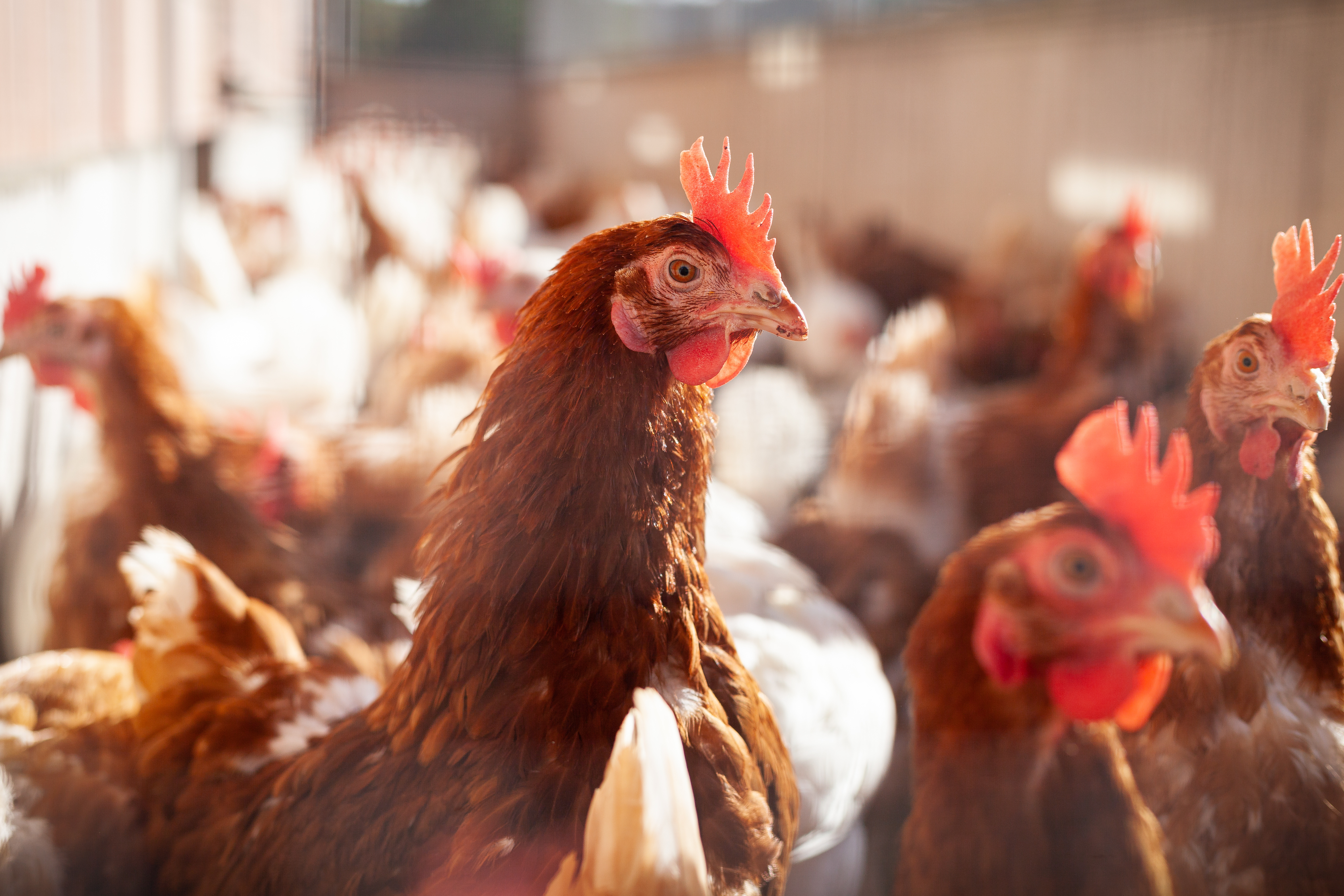 Vogelgrippe breitet sich langsam weiter aus