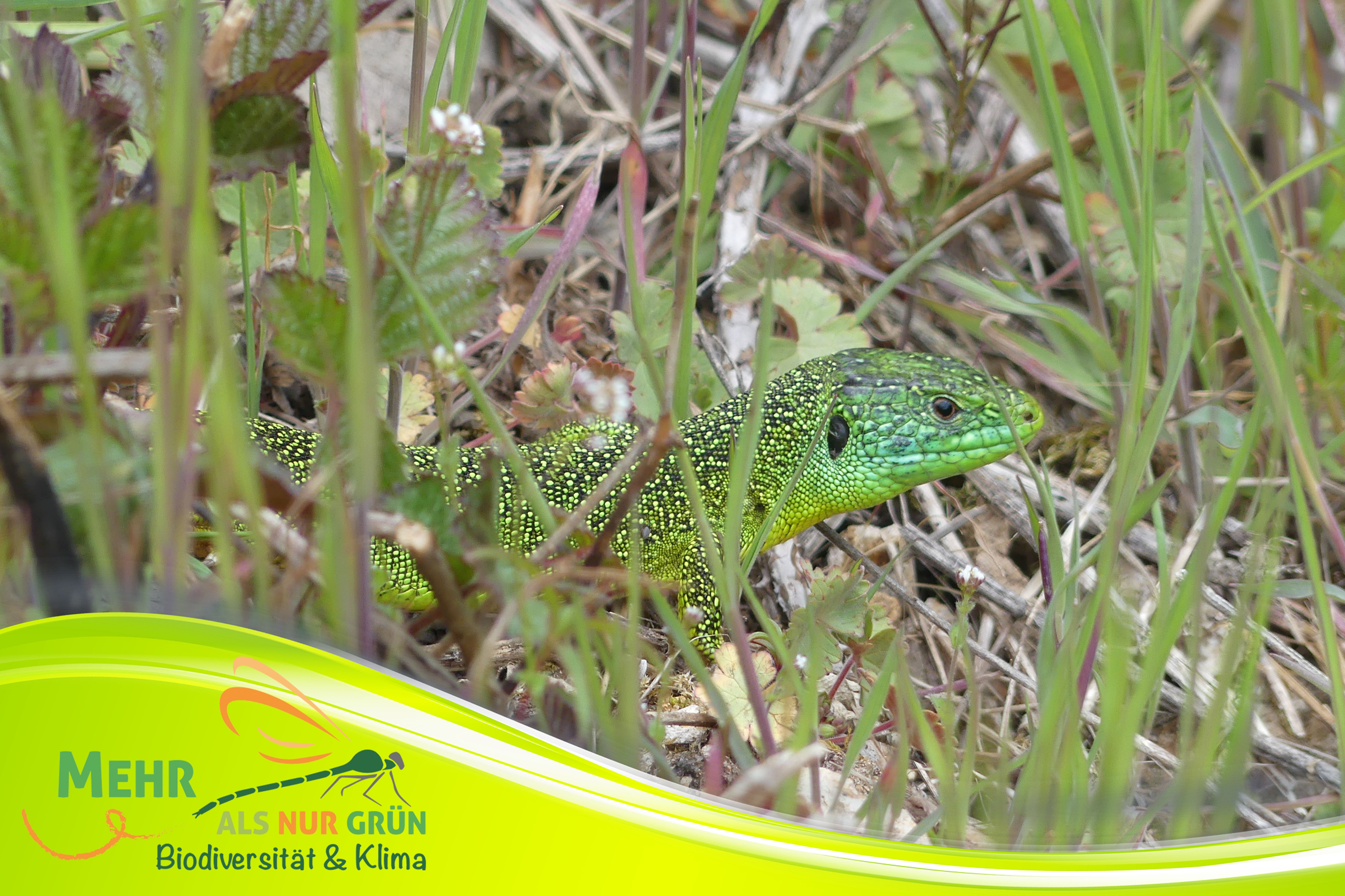 Während der Exkursion können die Teilnehmenden unter anderem die Smaragdeidechse entdecken. Sie fühlt sich in den Steillagen an der Mosel besonders wohl. 