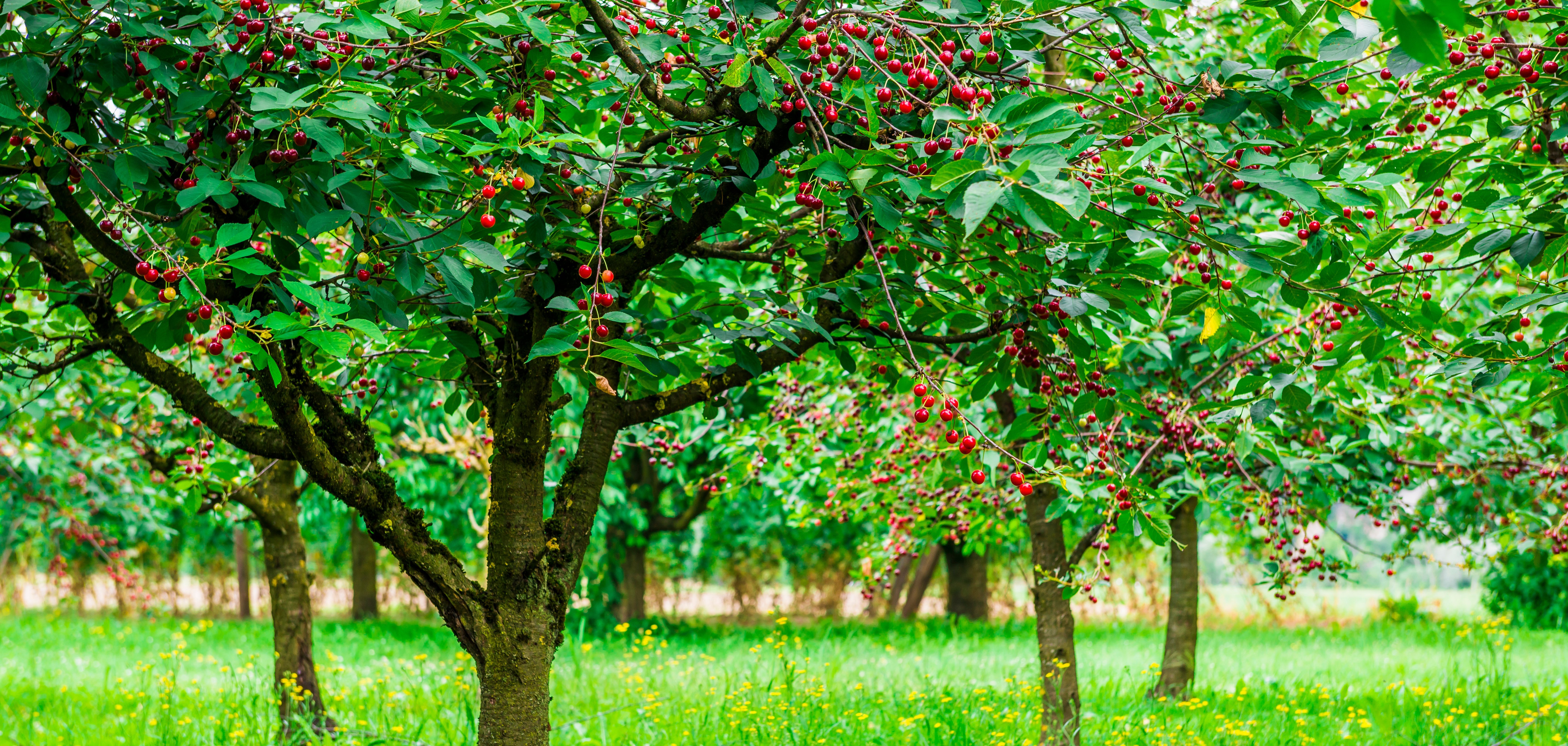 Kirschbäume