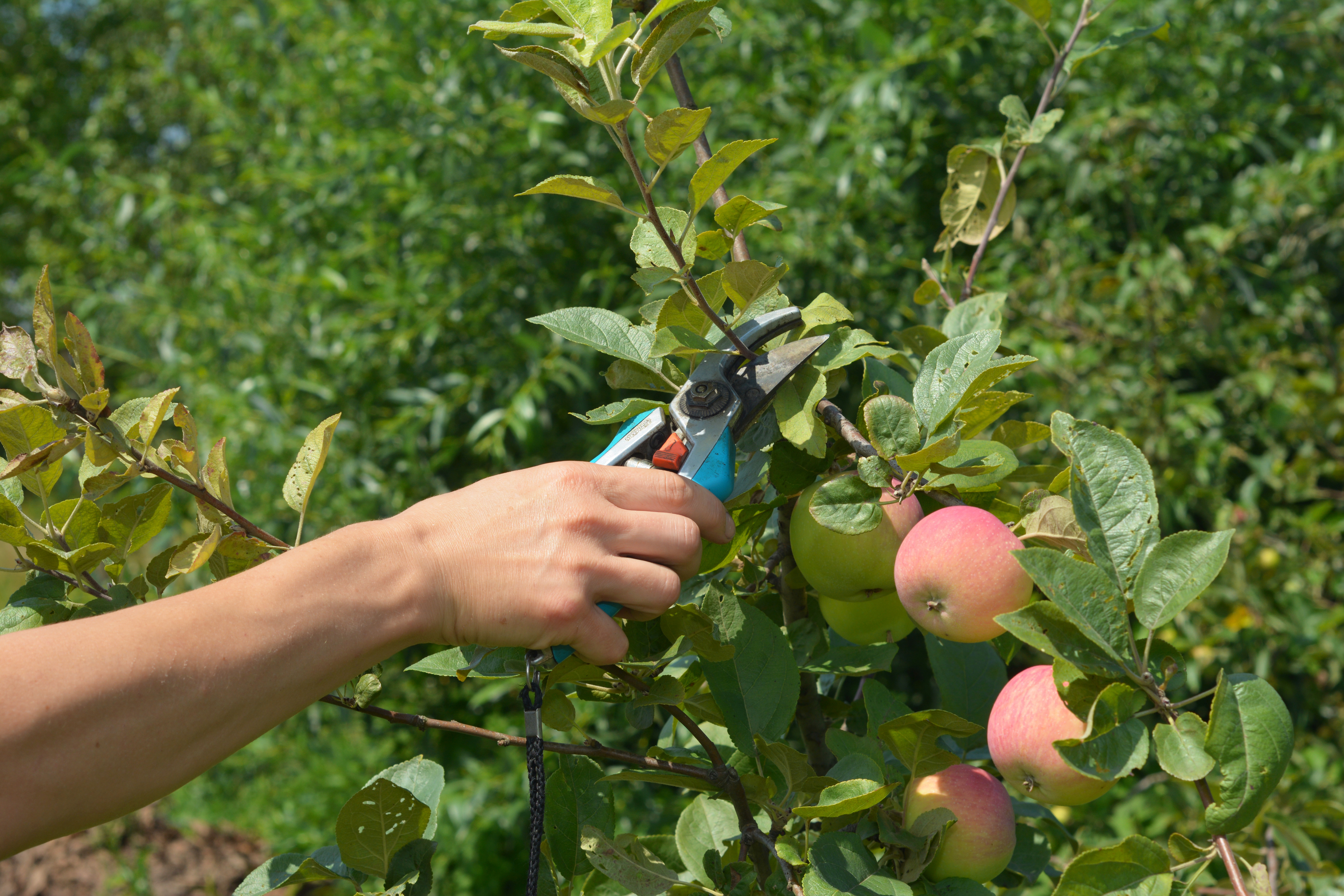 Integrierte Umweltberatung MYK bietet Sommerschnittkurse für Streuobstbäume an 