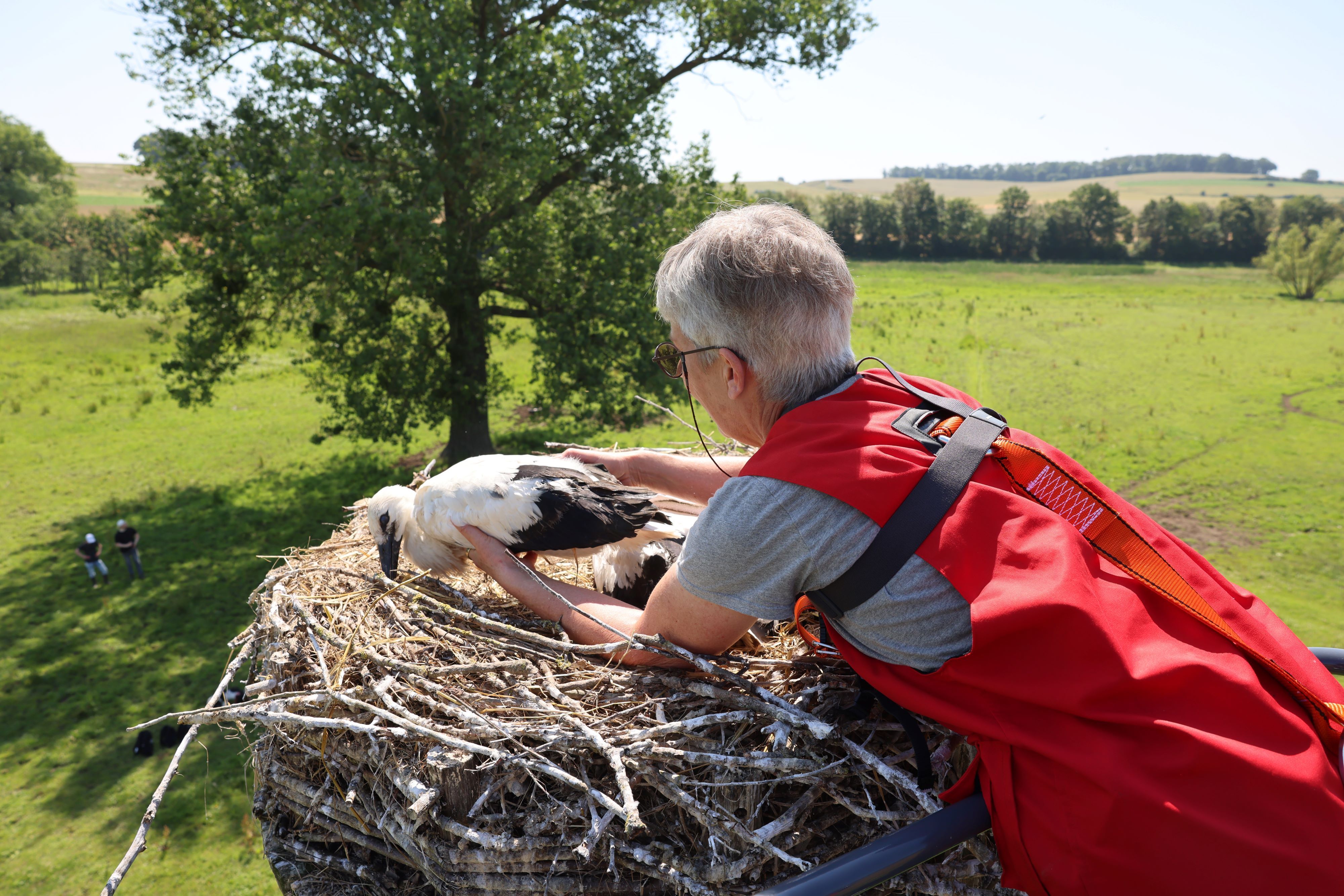 Ringe für Storchen-Nachwuchs in den Thürer Wiesen
