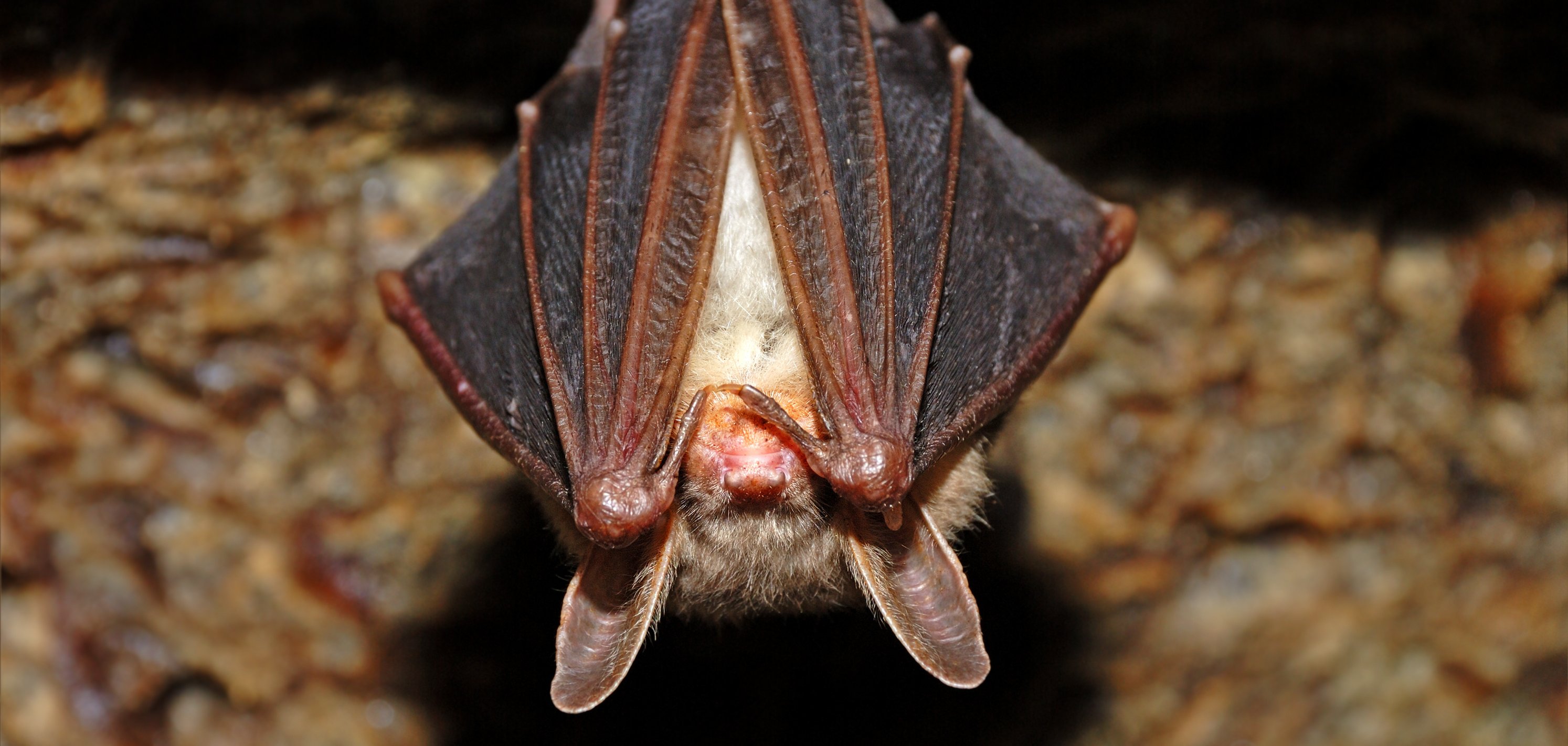 Umweltnetzwerk Kirche lädt zu Online-Vortrag zum Thema Fledermäuse ein 