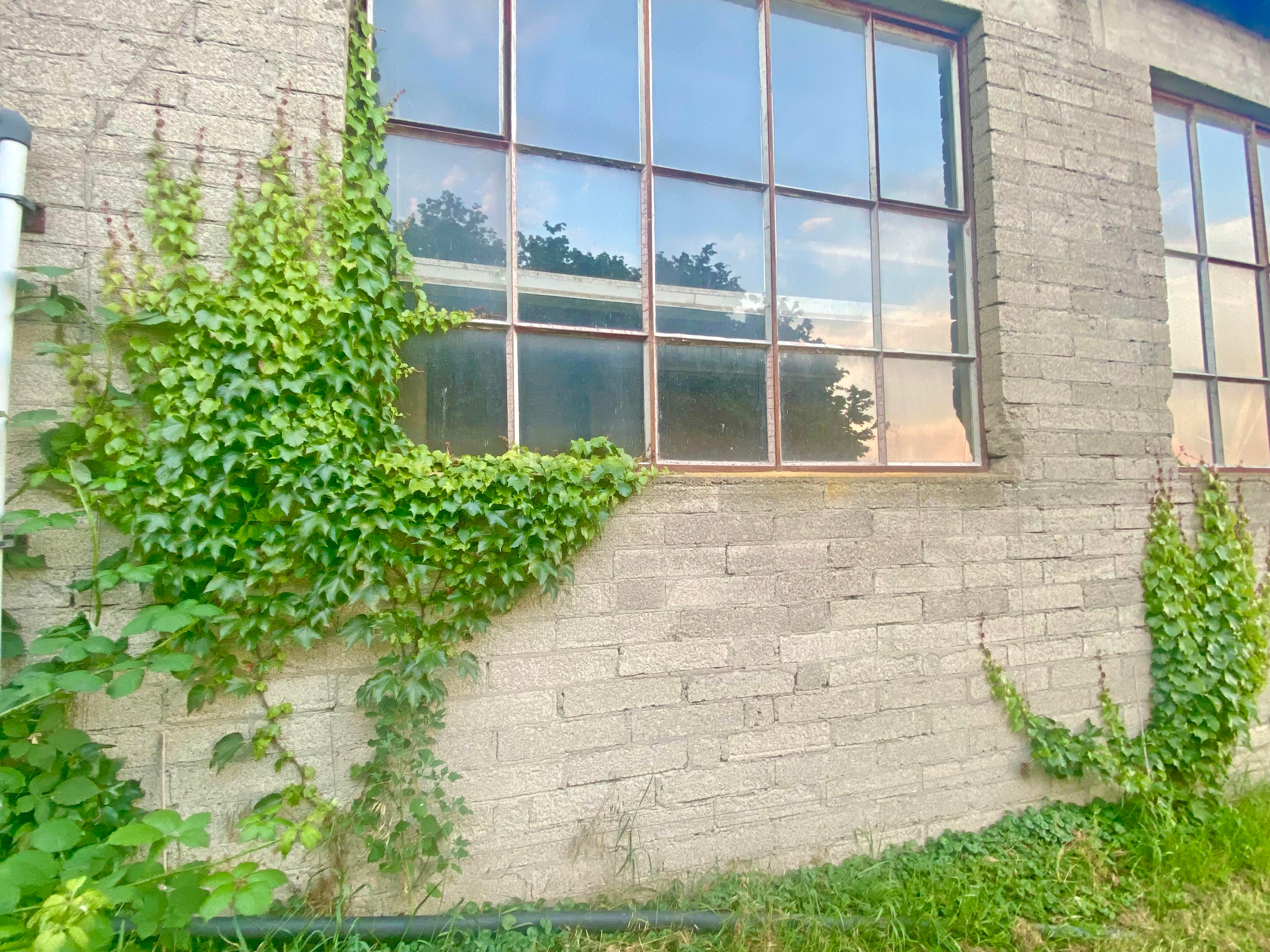 MYK fördert Dach- und Fassadenbegrünung 