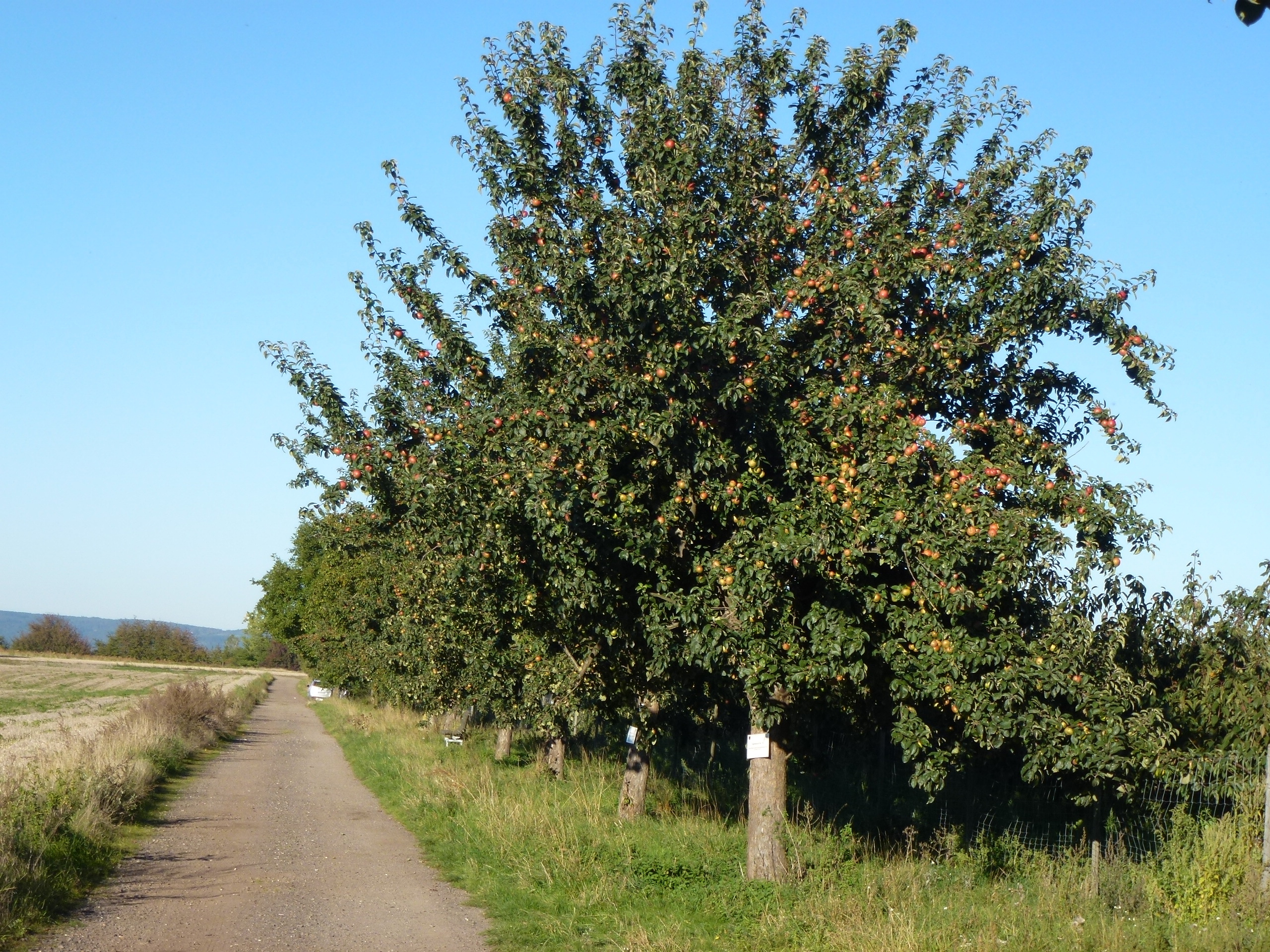 Bassenheimer Streuobstbäume ersteigern