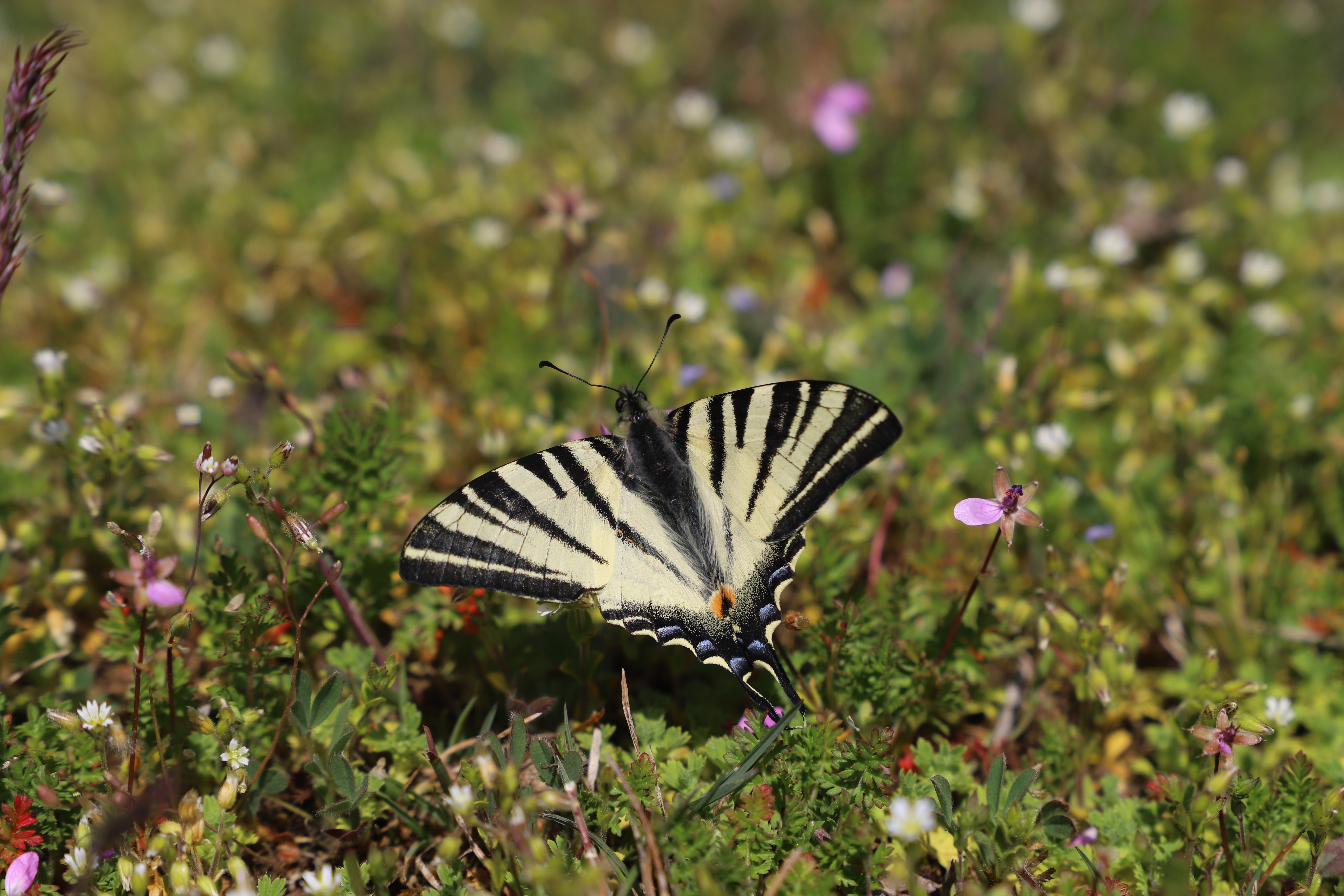 Der Segelfalter ist einer der schönsten Tagfalter in Mitteleuropa. Er bewohnt trockene, steile Felshänge oder Weinbergbrachen mit Schlehengebüsch. Die Bestände sind akut gefährdet, in vielen Regionen Deutschlands ist dieser Schmetterling bereits ganz verschwunden. 