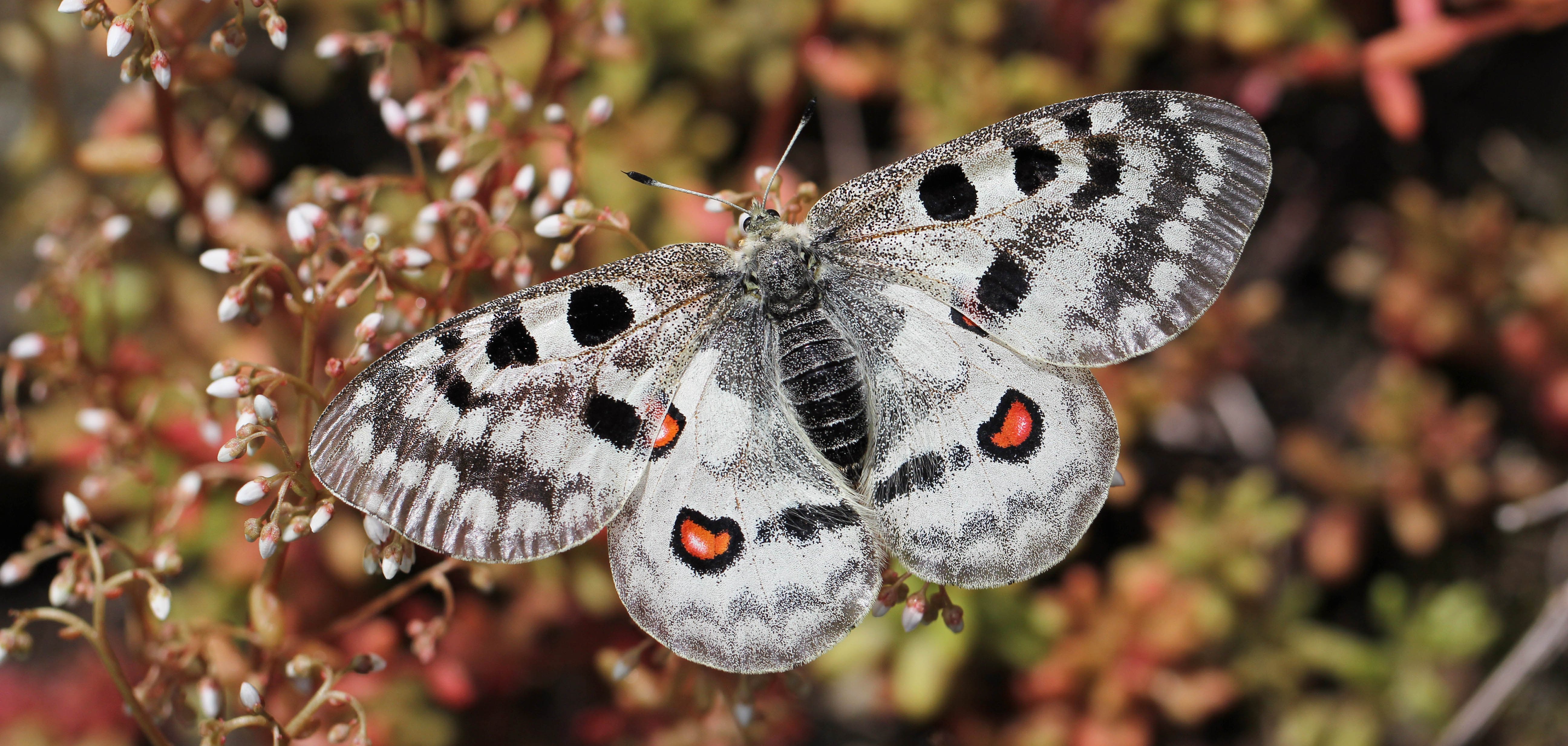 Ein seltenes Bild: Der Mosel-Apollofalter in voller Pracht. 