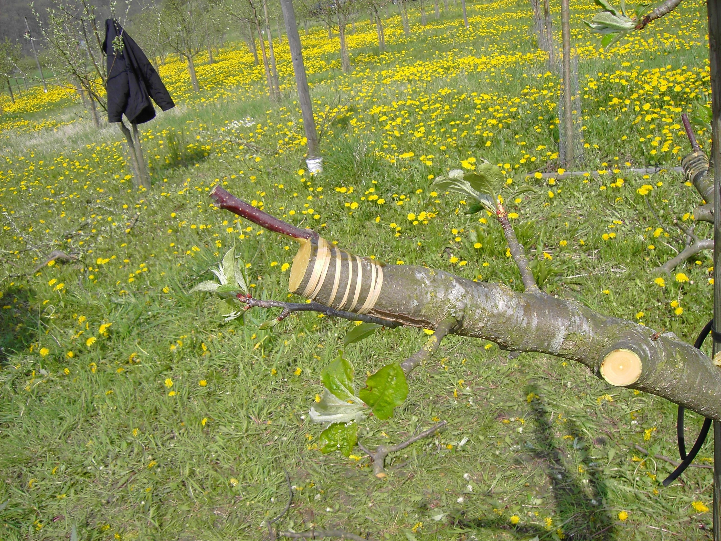 Veredelung von Obstbäumen