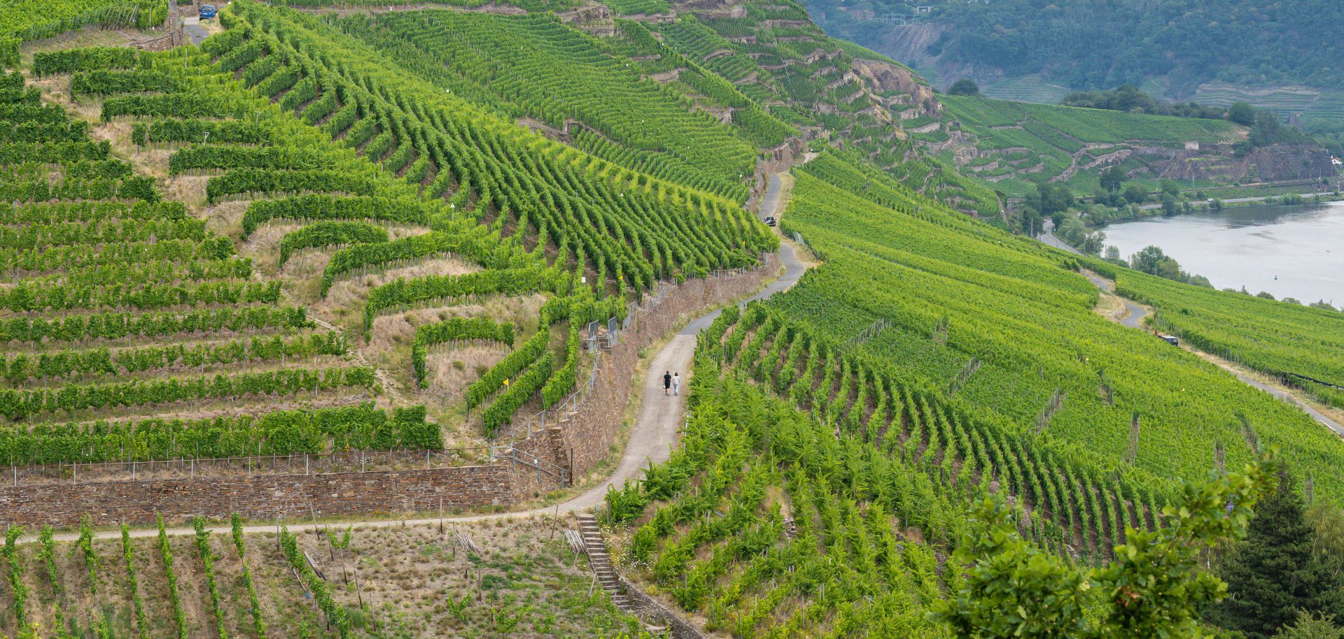 Hiking path trhough Wineyard German Region Moselle River Winningen