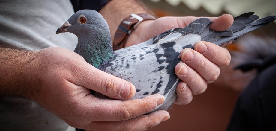 Neues Zuhause für Brieftauben gesucht