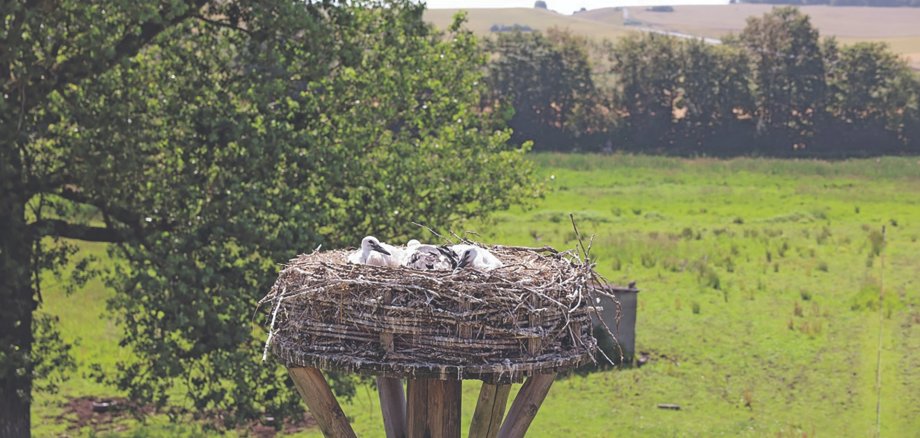Zum zweiten Mal gibt es Storchennachwuchs in den Thürer Wiesen. Im Landkreis Mayen-Koblenz sind in diesem Frühjahr alle drei Plattformen von Weißstorchpaaren besetzt. Zum zweiten Mal gibt es Storchennachwuchs in den Thürer Wiesen. Im Landkreis Mayen-Koblenz sind in diesem Frühjahr alle drei Plattformen von Weißstorchpaaren besetzt.