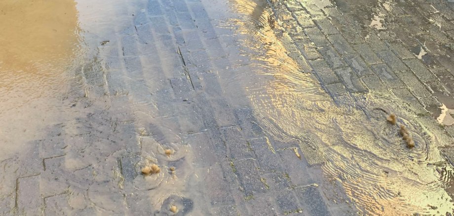 Fernunterricht am Megina-Gymnasium Mayen aufgrund eines Wasserrohrbruchs 