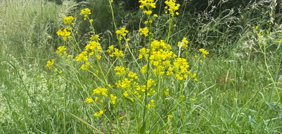 Das gelb blühende Orientalische Zackenschötchen kann leicht mit dem Raps verwechselt werden.