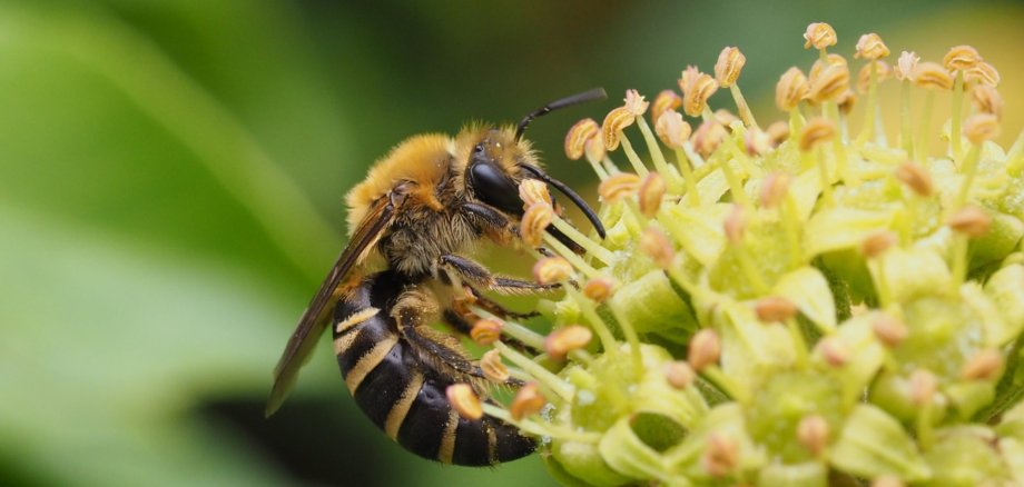 Die Efeu-Seidenbiene findet ihren Lebensraum in Gärten, Parks, Friedhöfen, Weinbergen und lichten Wäldern. Die Efeu-Seidenbiene findet ihren Lebensraum in Gärten, Parks, Friedhöfen, Weinbergen und lichten Wäldern.