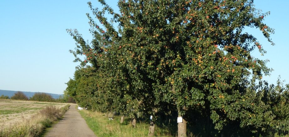 Bassenheimer Streuobstbäume ersteigern