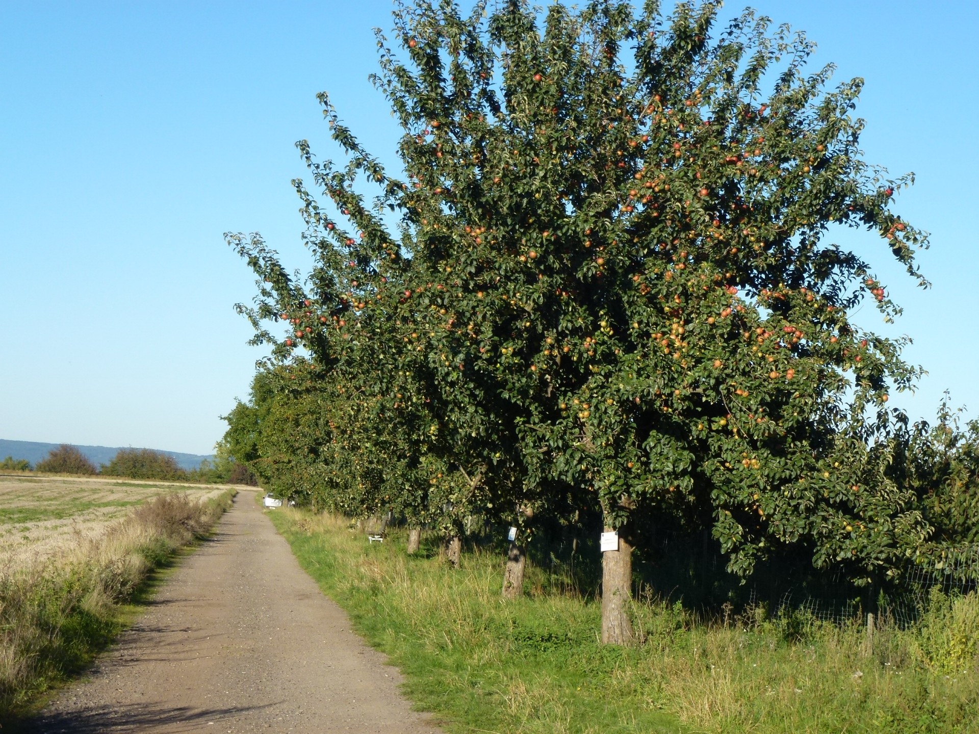 Bassenheimer Streuobstbäume ersteigern