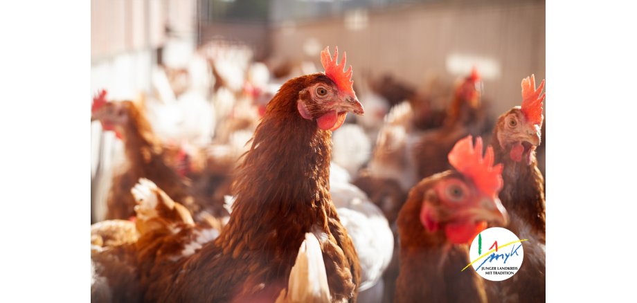 Geflügelpest in Koblenz und Kreis MYK