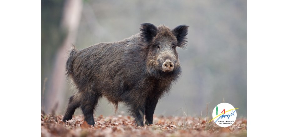 Verdacht auf Afrikanische Schweinepest nicht bestätigt