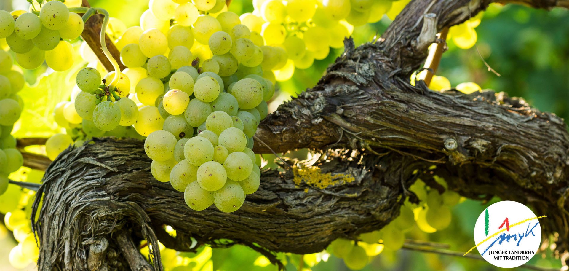 Jetzt Anträge auf Umstrukturierung von Rebpflanzungen in 2026 stellen 