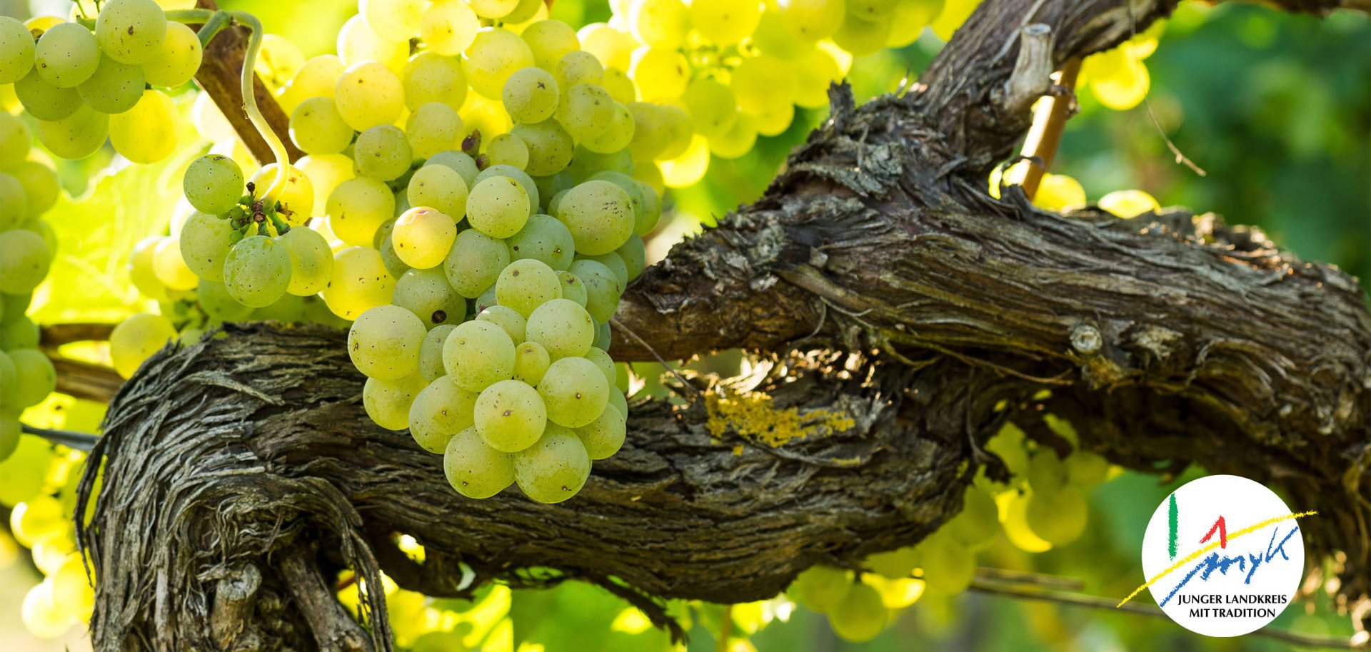 Jetzt Anträge zur Umstrukturierung von Rebpflanzungen für 2026 stellen  