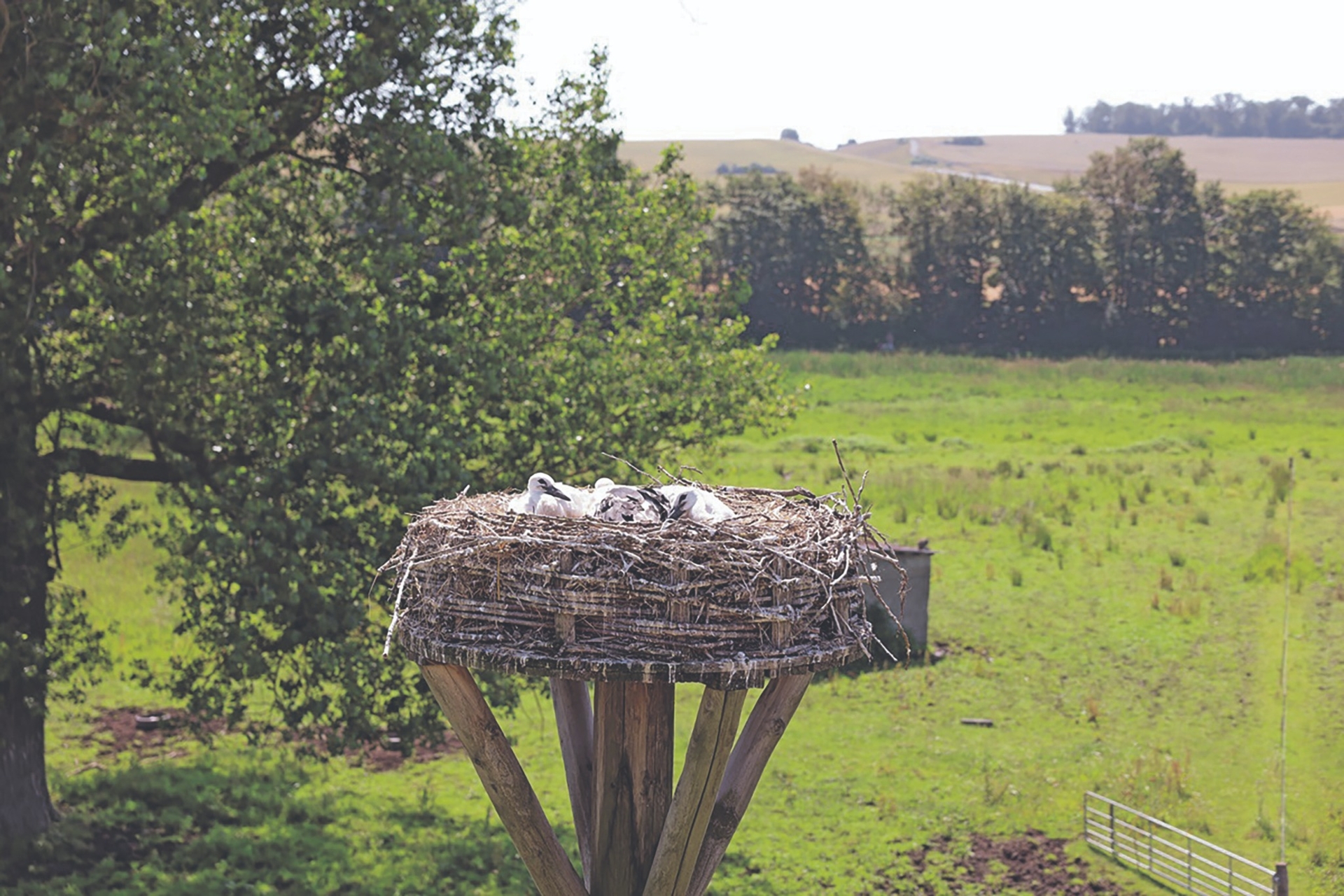 Zum zweiten Mal gibt es Storchennachwuchs in den Thürer Wiesen. Im Landkreis Mayen-Koblenz sind in diesem Frühjahr alle drei Plattformen von Weißstorchpaaren besetzt. 
