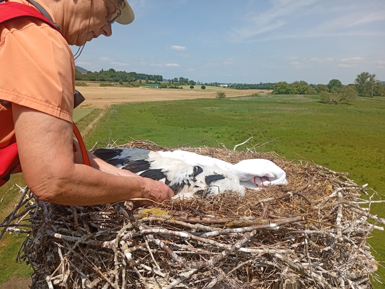 Storchen-Küken in den Thürer Wiesen beringt