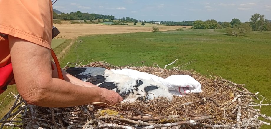 Storchen-Küken in den Thürer Wiesen beringt