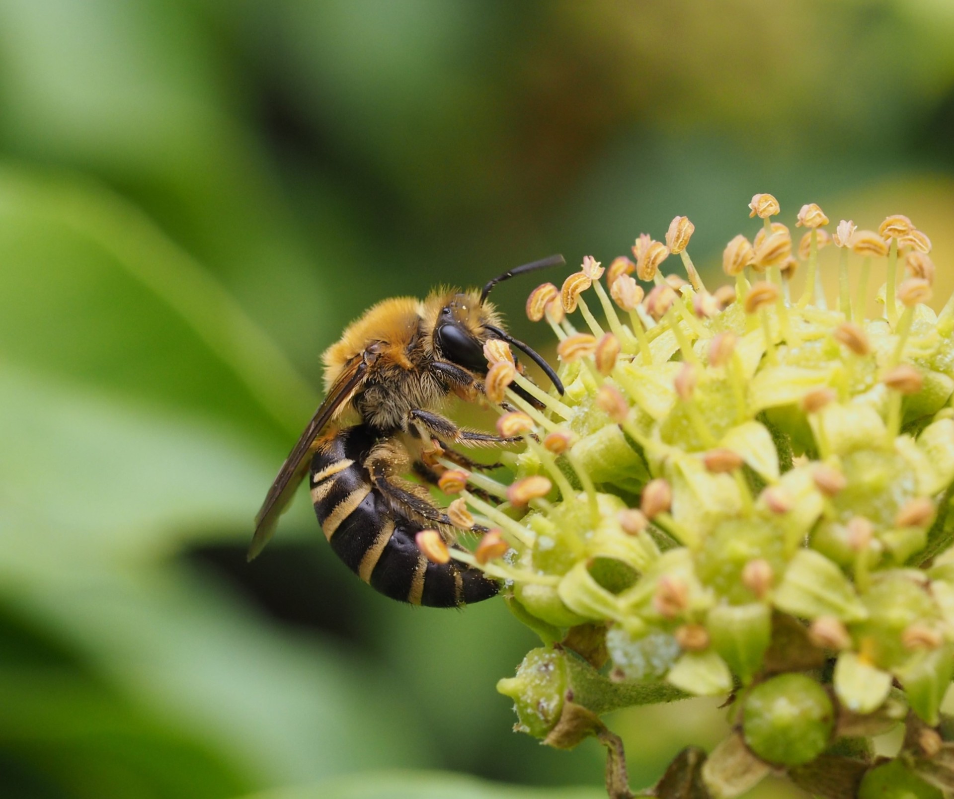 Die Efeu-Seidenbiene findet ihren Lebensraum in Gärten, Parks, Friedhöfen, Weinbergen und lichten Wäldern. 