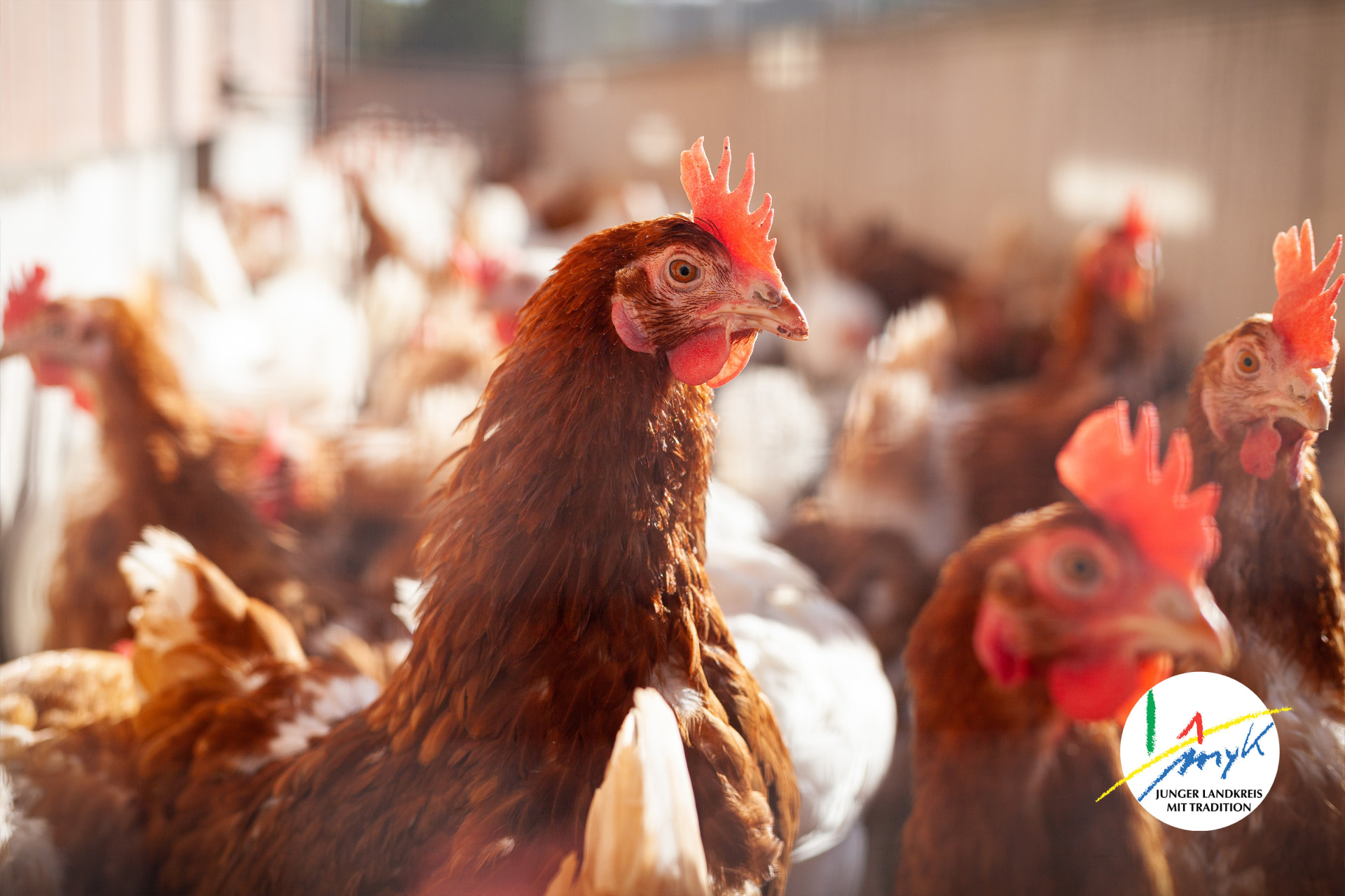 Geflügelpest in Koblenz und Kreis MYK
